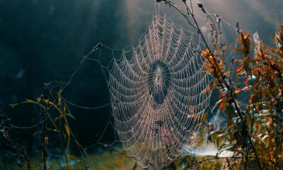 The spiritual significance of spider webs