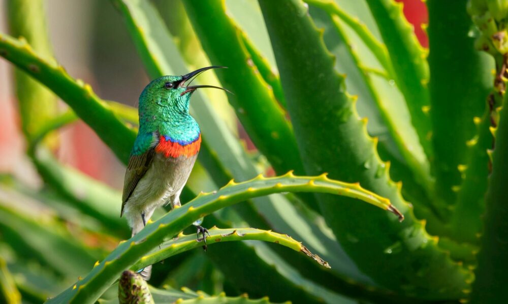 Unlocking the Spiritual Powers of Aloe Vera