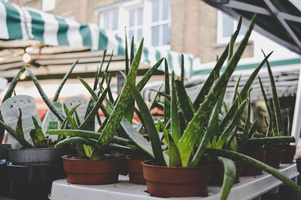 Unlocking the Spiritual Powers of Aloe Vera