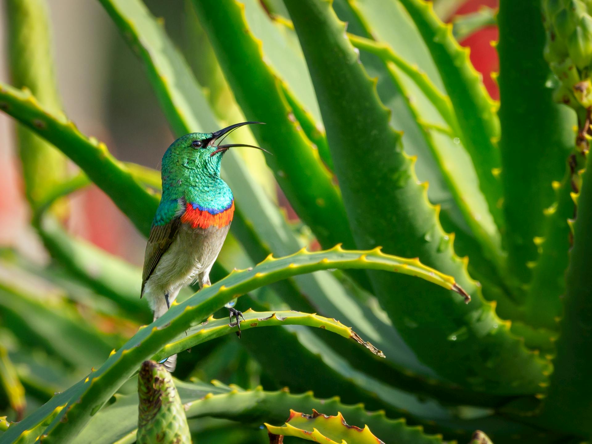 Unlocking the Spiritual Powers of Aloe Vera