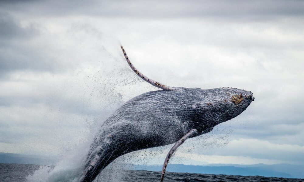 What Do Dreams about Killer Whales Mean