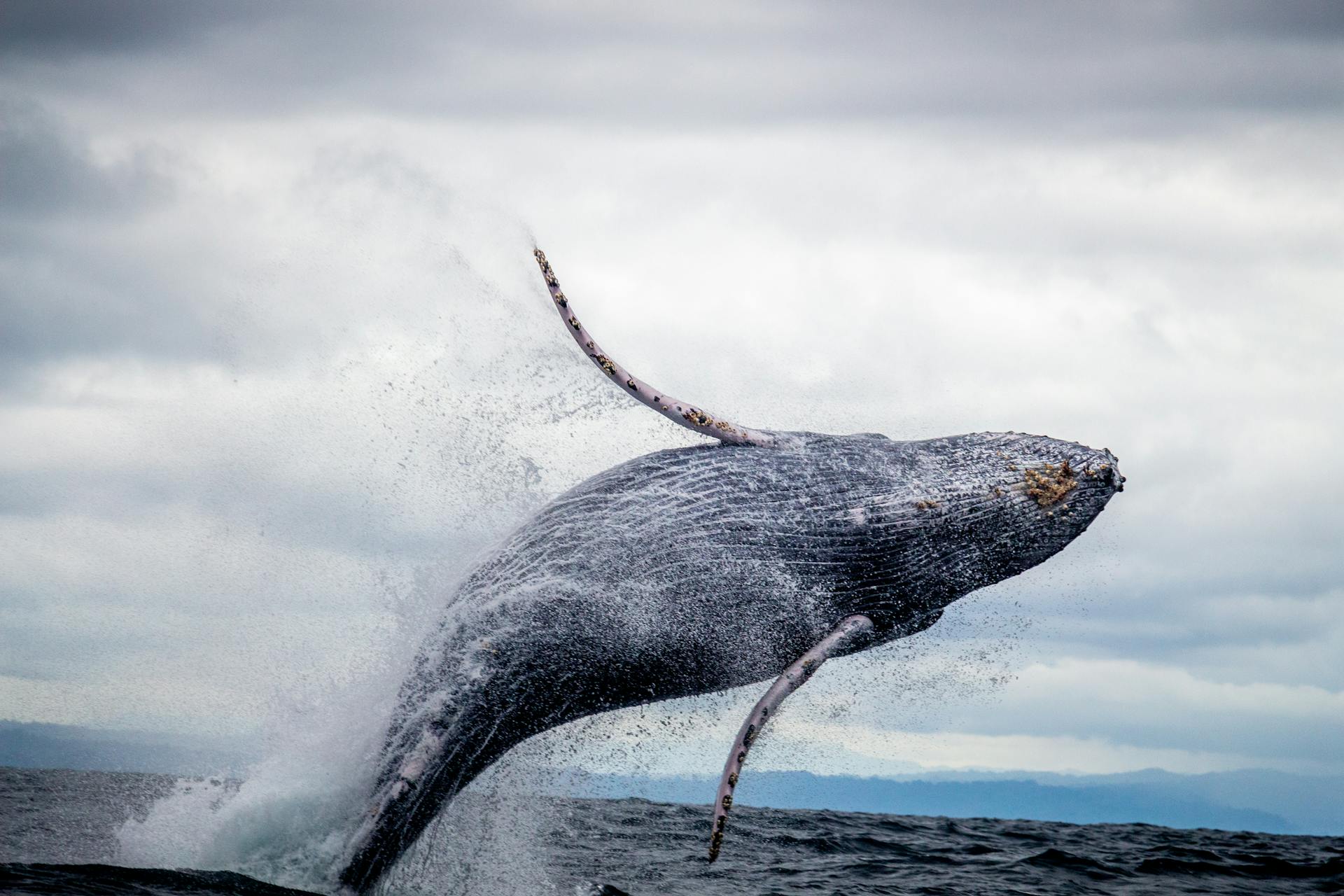 What Do Dreams about Killer Whales Mean