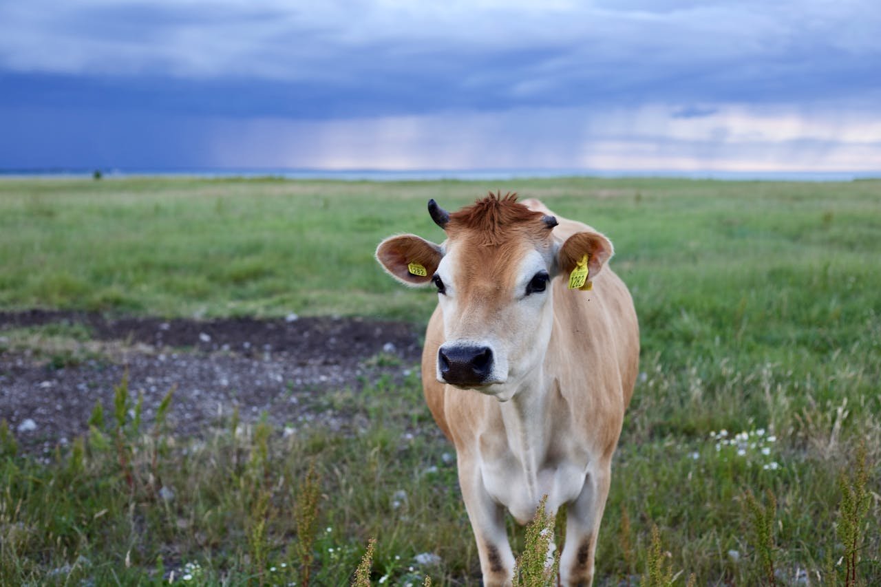 What Does It Mean If You Dream About a Cow? - My Spirit IQ