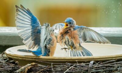 What Does It Mean When Two Birds Fight? Exploring the Spiritual Symbolism