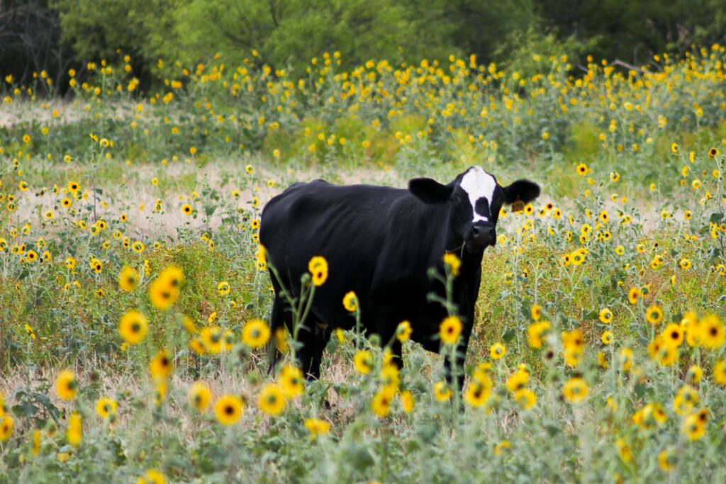 What does it mean to dream of a black cow