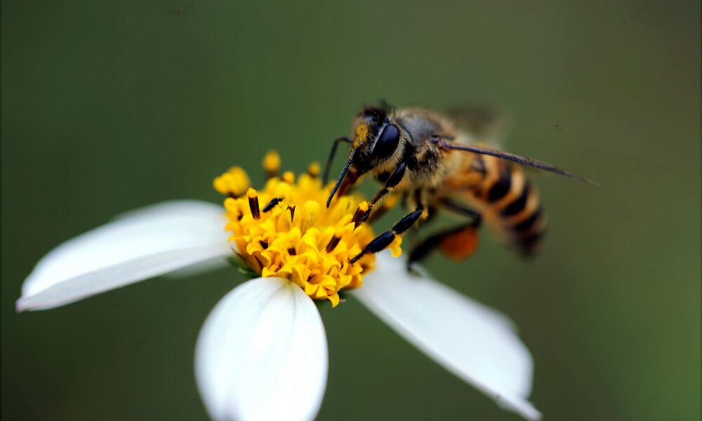 What is the Spiritual Significance of a Wasp