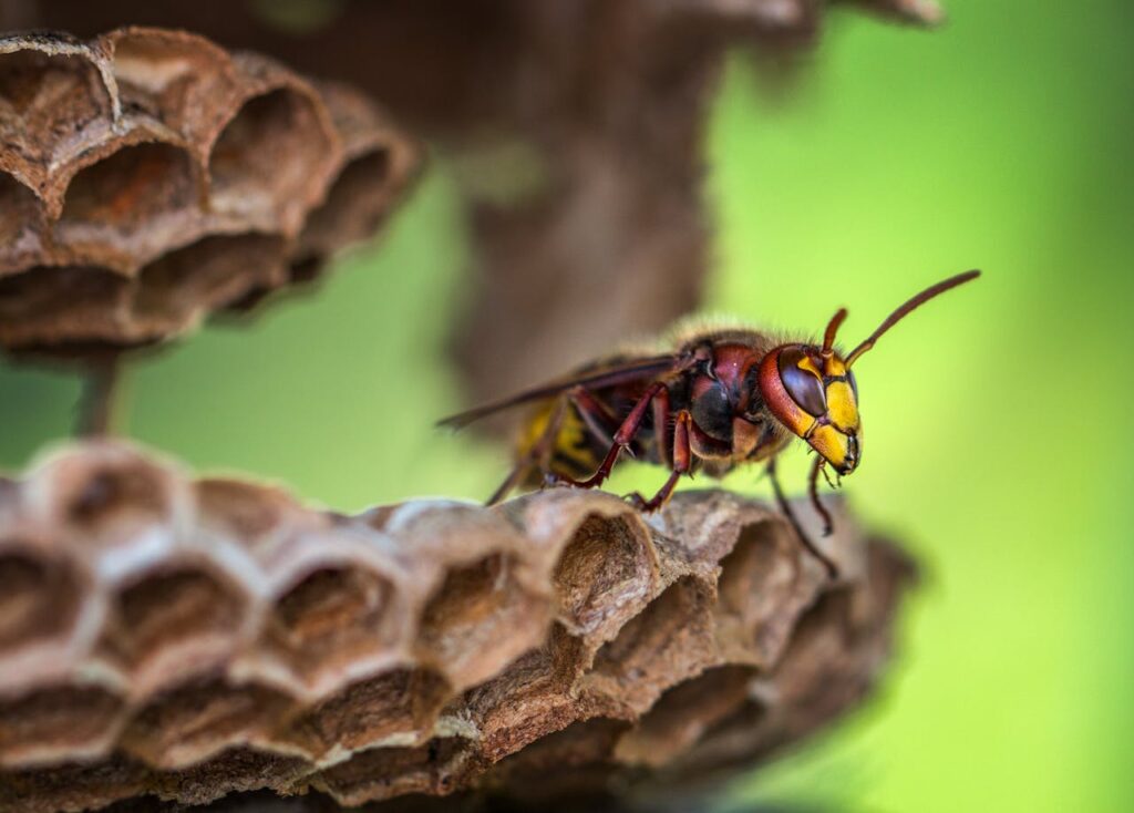 What is the Spiritual Significance of a Wasp