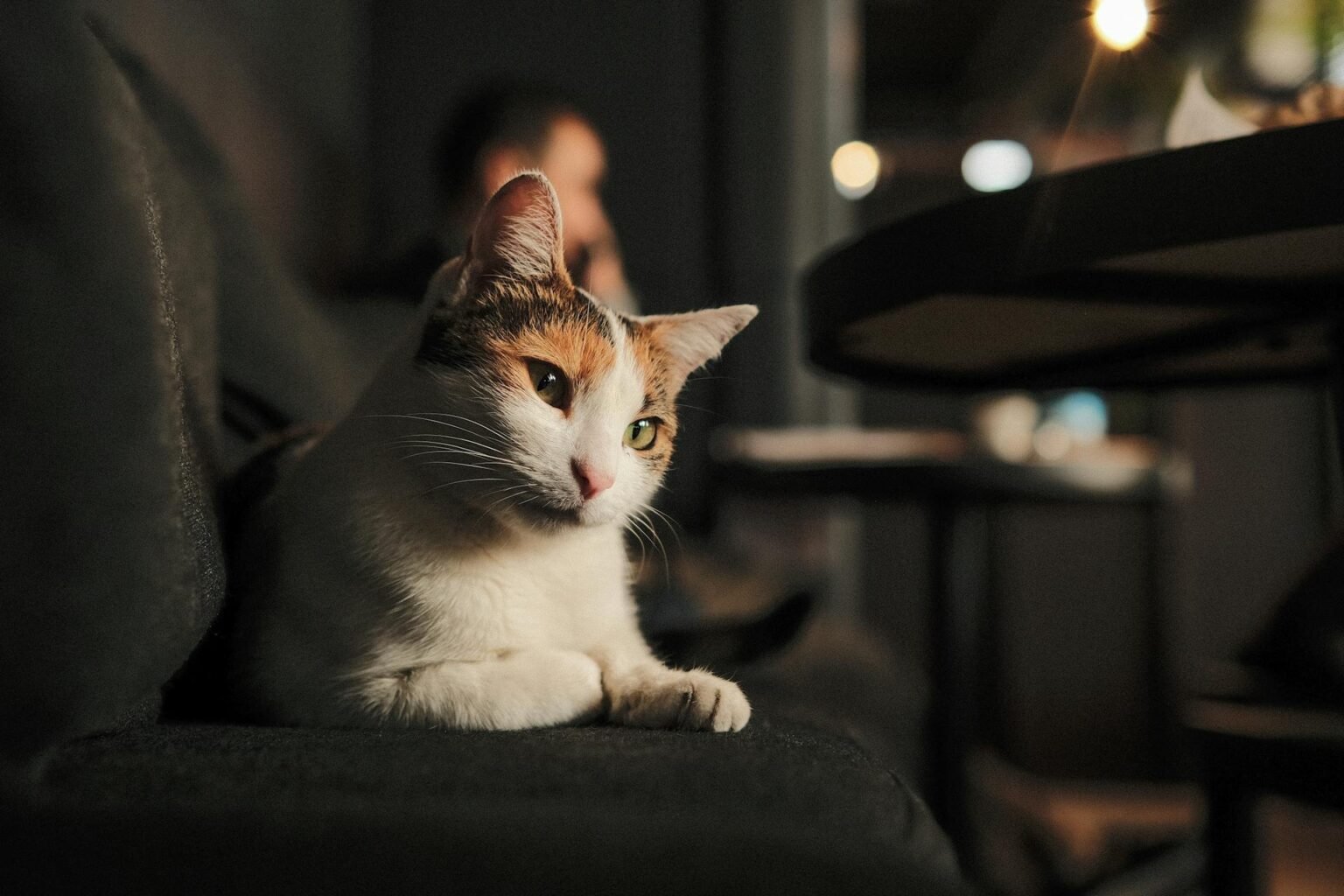 Why is My Cat Crying at Night? What Could It Mean? - My Spirit IQ