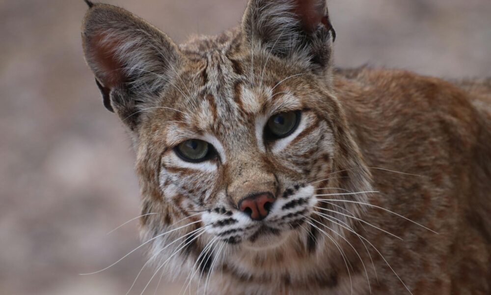 spiritual significance of encountering a bobcat in nature