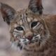 spiritual significance of encountering a bobcat in nature