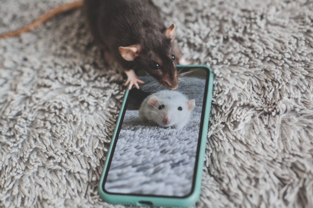 What does it mean to see rats in the house