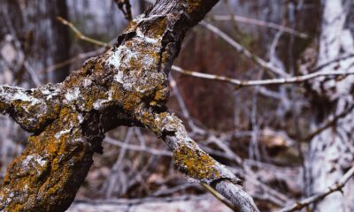 Symbolism of a Tree Branch Falling