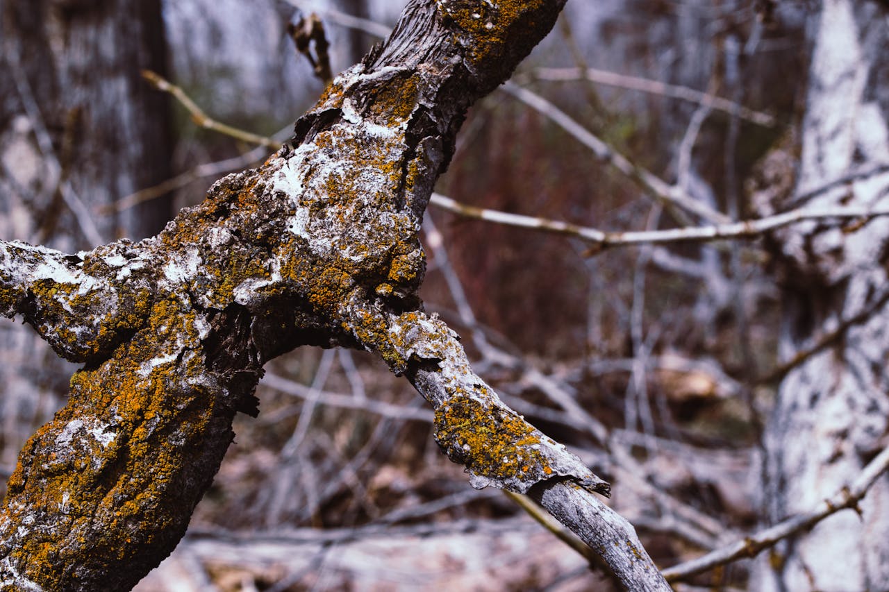 Symbolism of a Tree Branch Falling