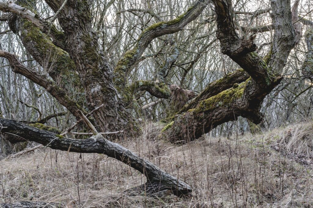 Connecting with Nature's Wisdom