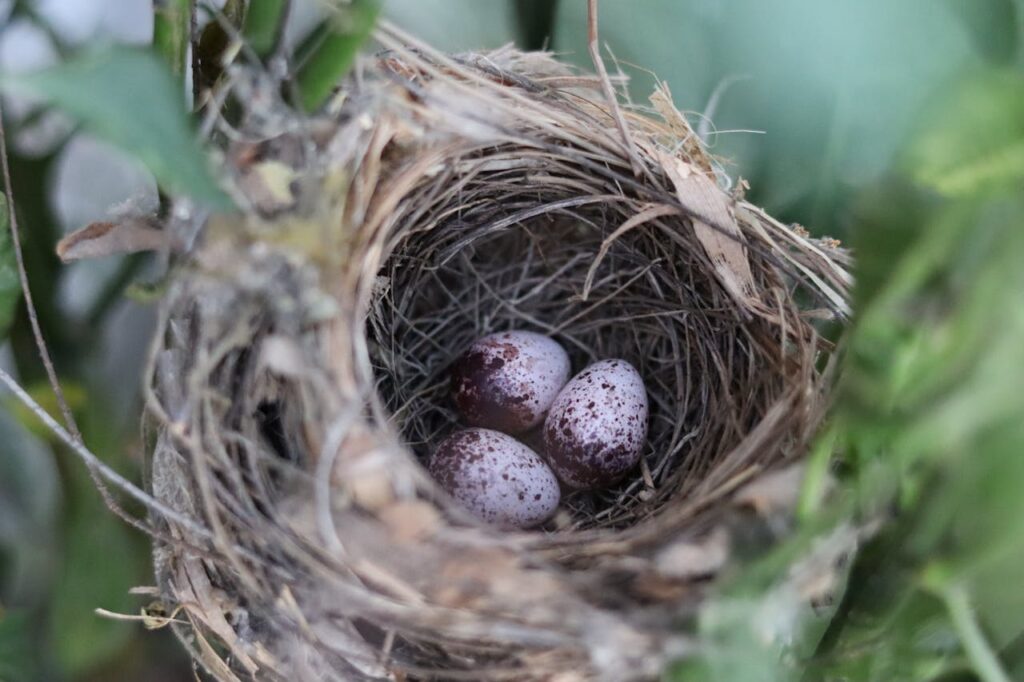 What spiritual significance do different types of bird eggs hold