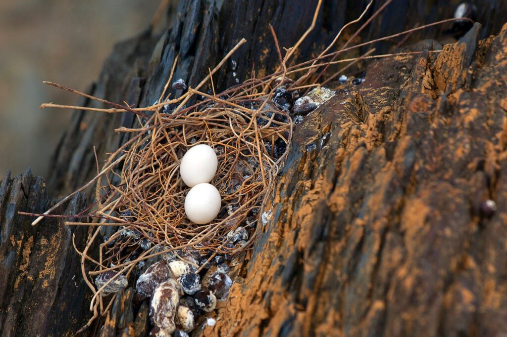 What does finding a bird egg symbolize in spirituality