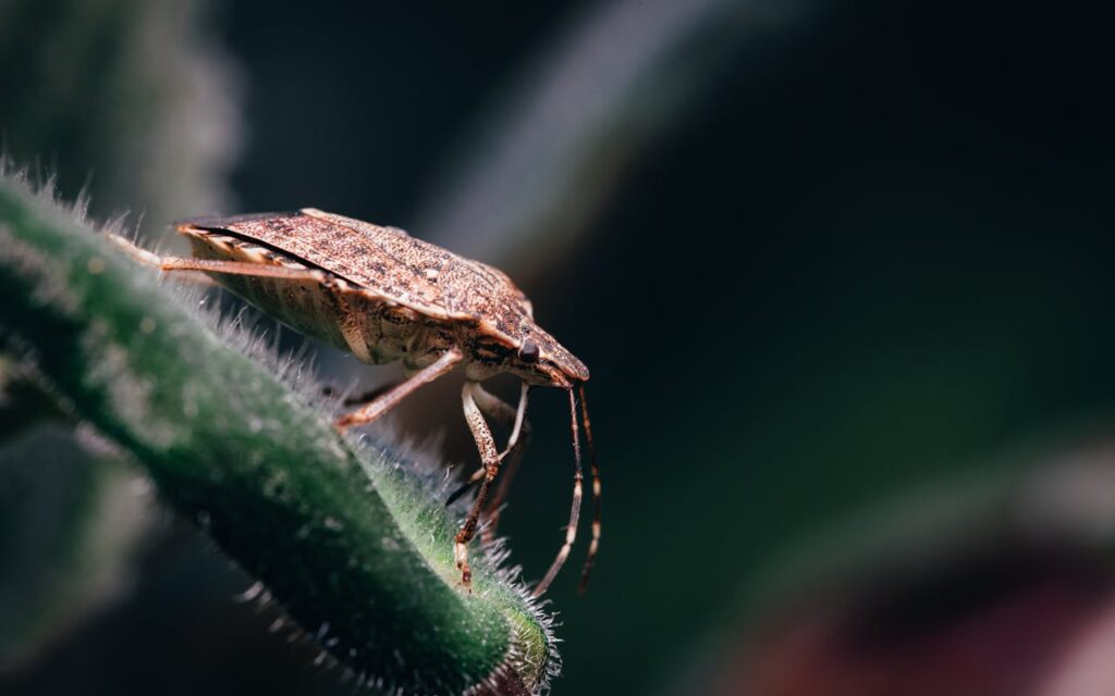 What does it mean if a stink bug appears in my dreams