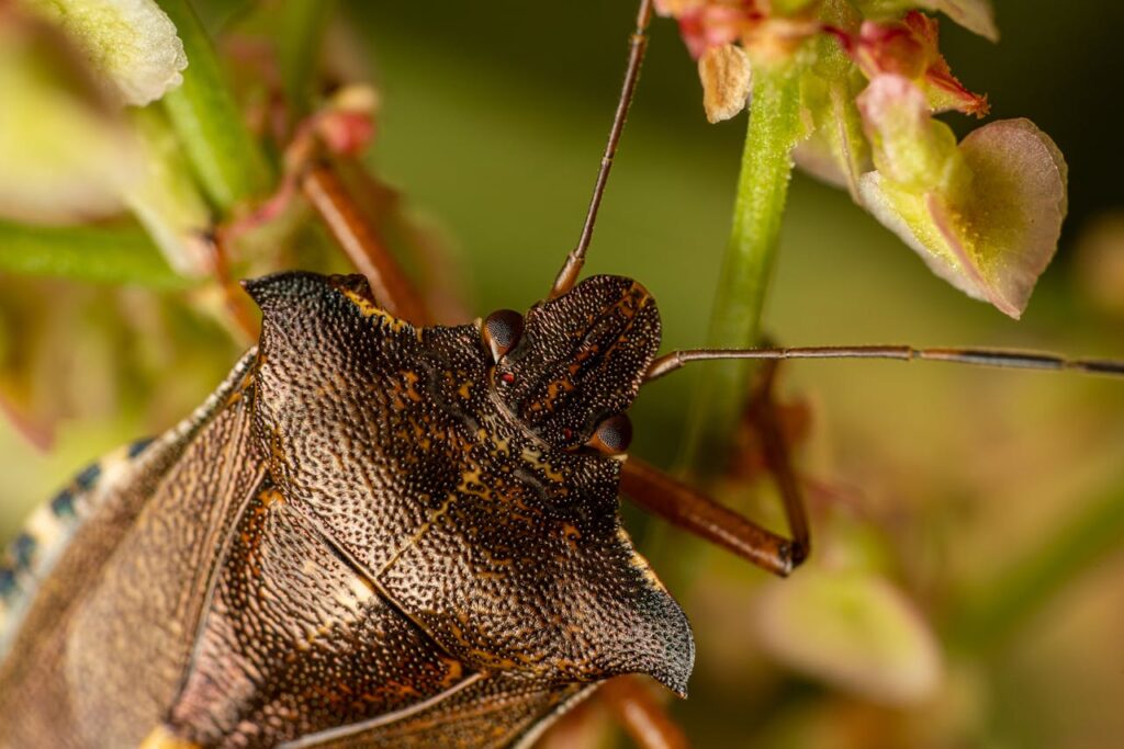 What is the spiritual significance of the stink bug