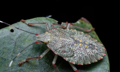 Spiritual Significance of the Stink Bug