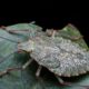 Spiritual Significance of the Stink Bug