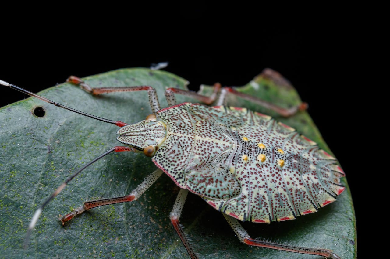 Spiritual Significance of the Stink Bug