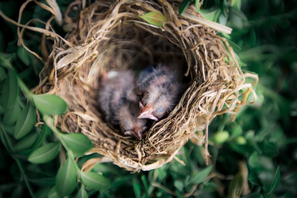 The spiritual significance of baby birds