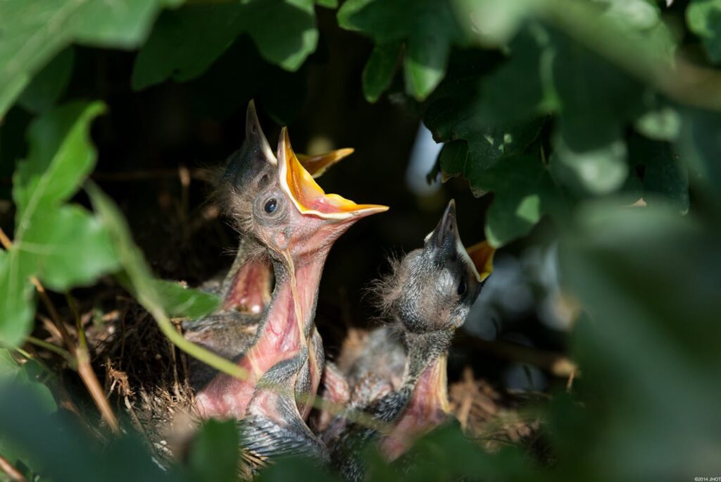 How can we connect with the spiritual energy of baby birds