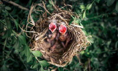 The spiritual significance of baby birds