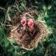 The spiritual significance of baby birds