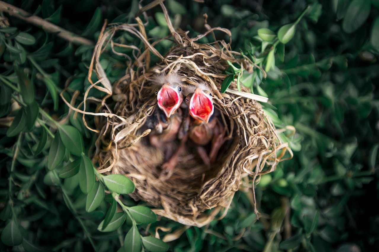 The spiritual significance of baby birds