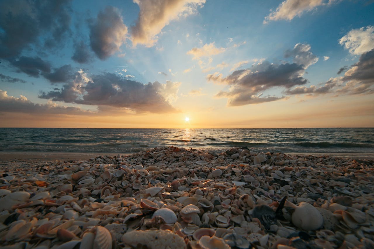 Unlocking the Mystical Power of Puka Shells: Their Spiritual ...