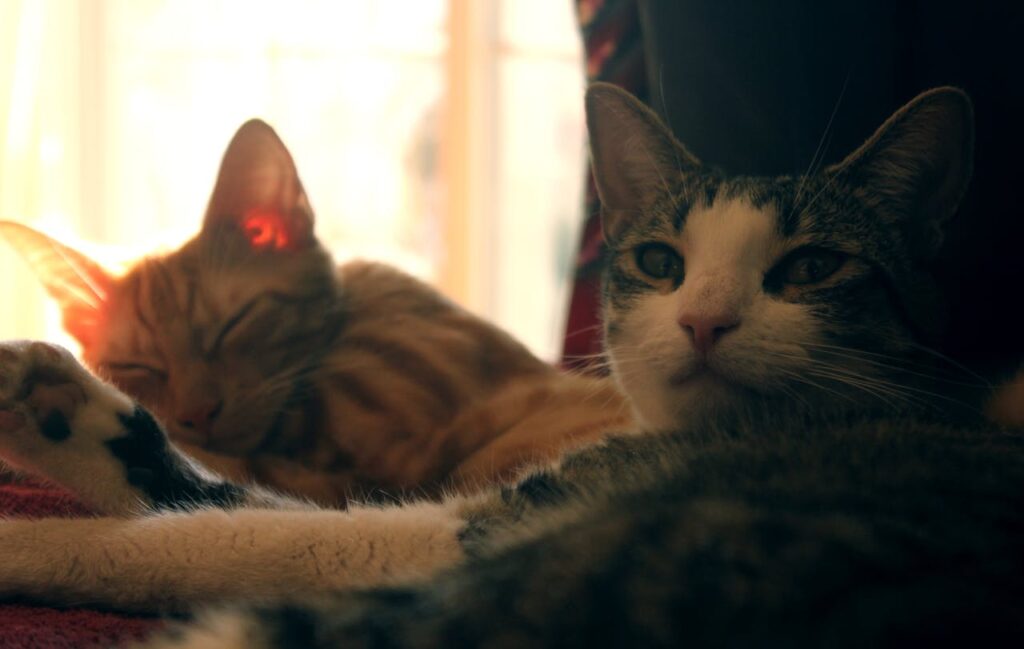 What spiritual messages could a cat sleeping above my head be conveying