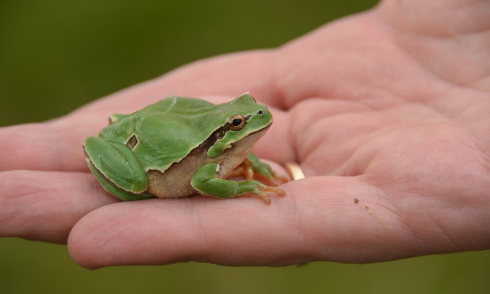 spiritual significance of a frog jumping on you