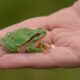 spiritual significance of a frog jumping on you