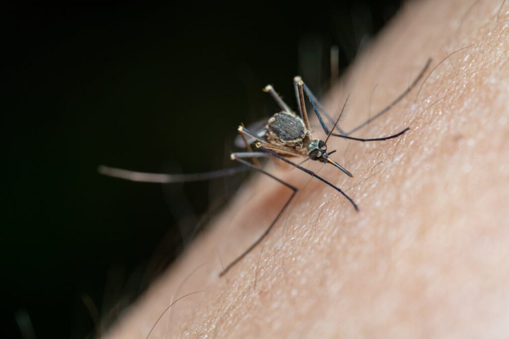 What does it mean to be bitten by a mosquito in spiritual terms