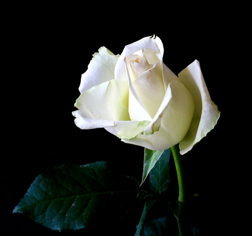 What does the white rose symbolize in spiritual teachings