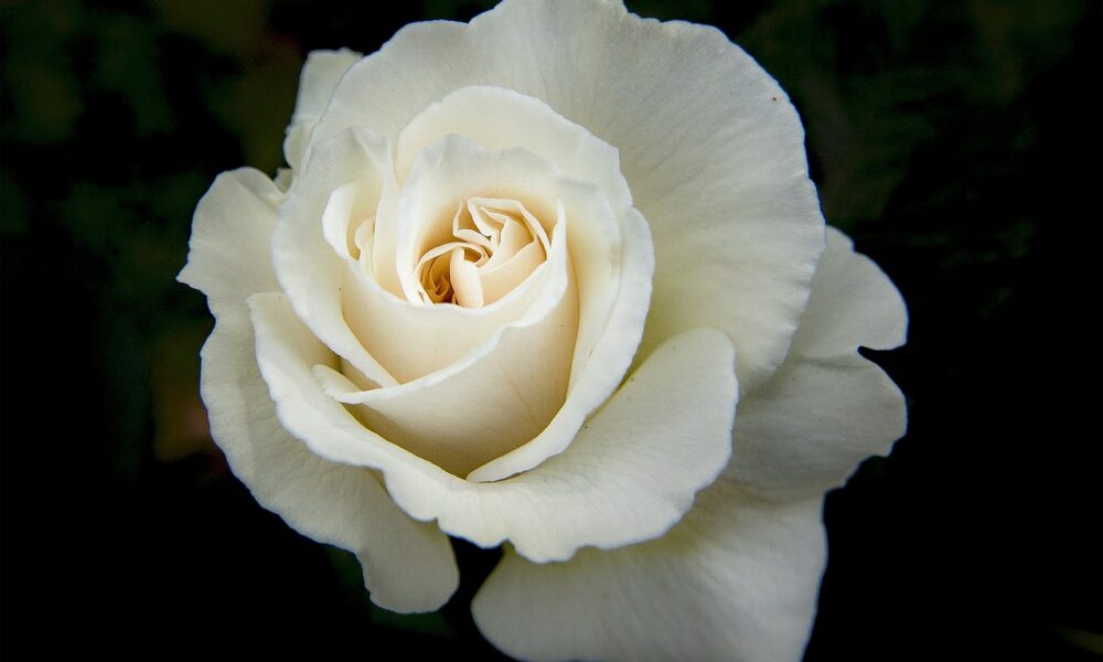 spiritual significance of the white rose