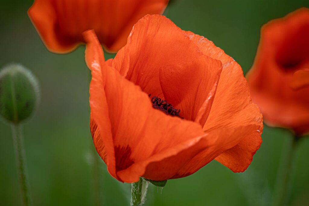 What is the spiritual significance of the California Poppy