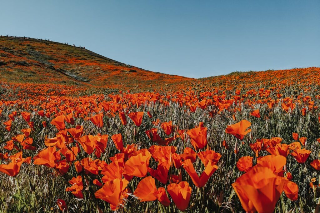 What messages does the California Poppy hold for us