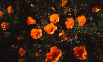 California Poppy