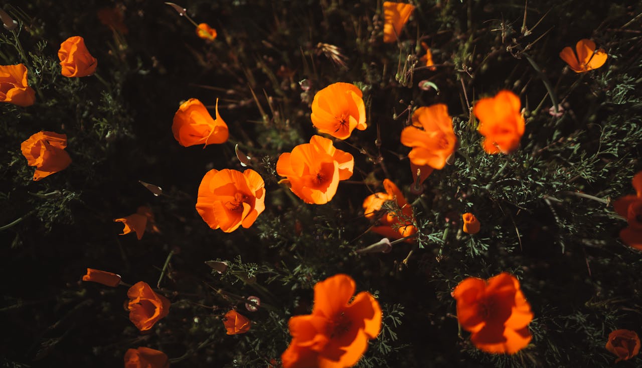 California Poppy