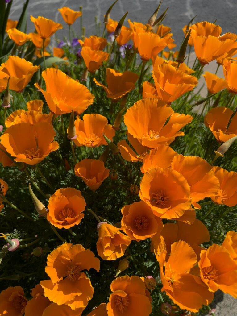 What does it mean to encounter the California Poppy in nature