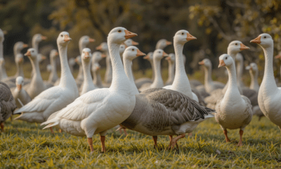 Flock of Geese Symbolize Spiritually