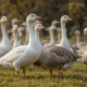 Flock of Geese Symbolize Spiritually