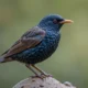 common starling