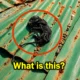 i thought it was a small roof leak… but the truth under the shingles changed everything