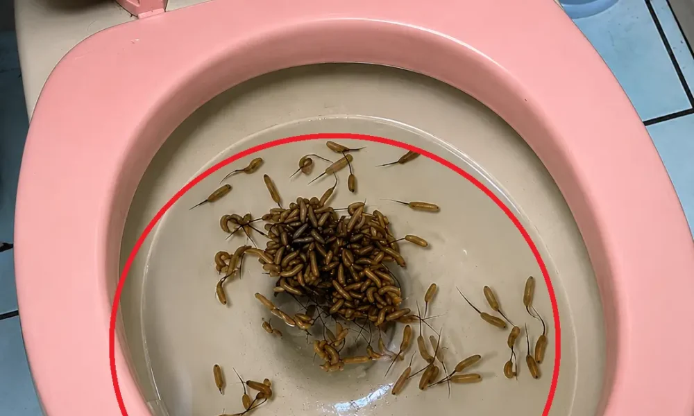 I LOOKED INTO MY TOILET... AND SOMETHING WAS MOVING 😳