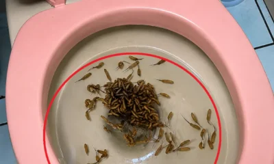 I LOOKED INTO MY TOILET... AND SOMETHING WAS MOVING 😳